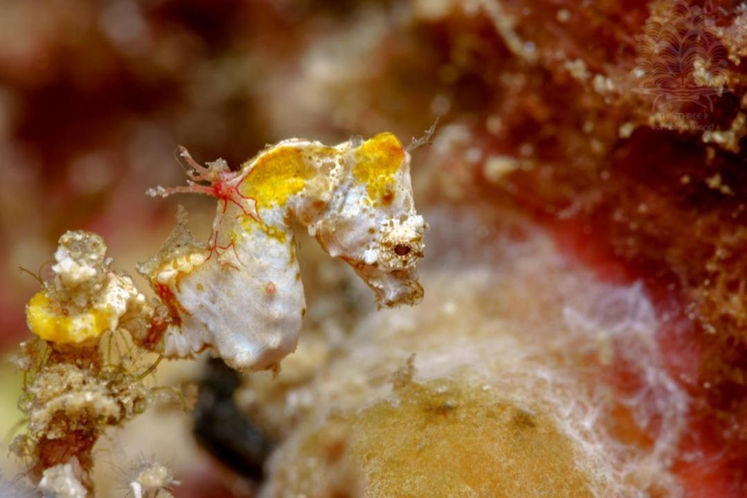 The Three P Beach Resort & Dive Center Agnay Bagian luar foto