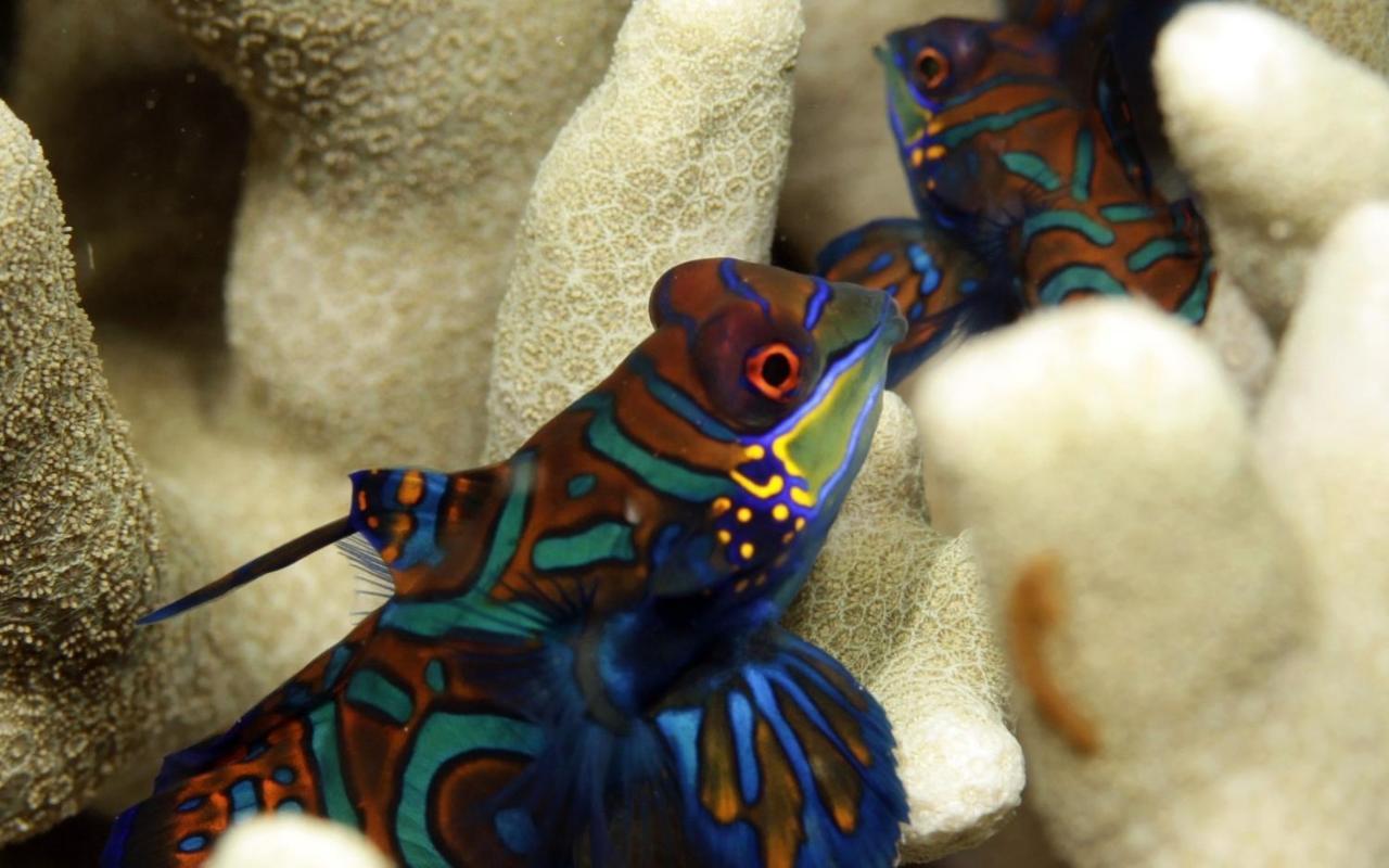 The Three P Beach Resort & Dive Center Agnay Bagian luar foto