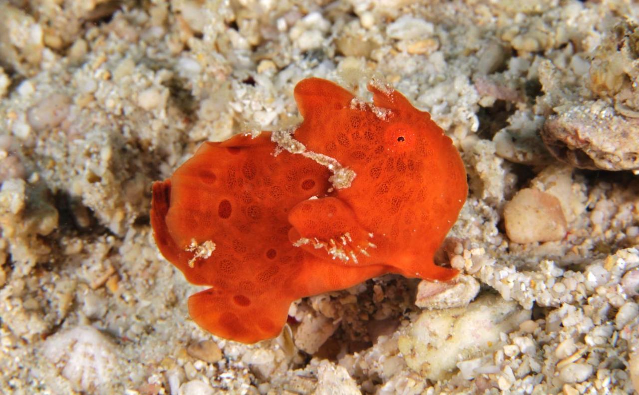 The Three P Beach Resort & Dive Center Agnay Bagian luar foto