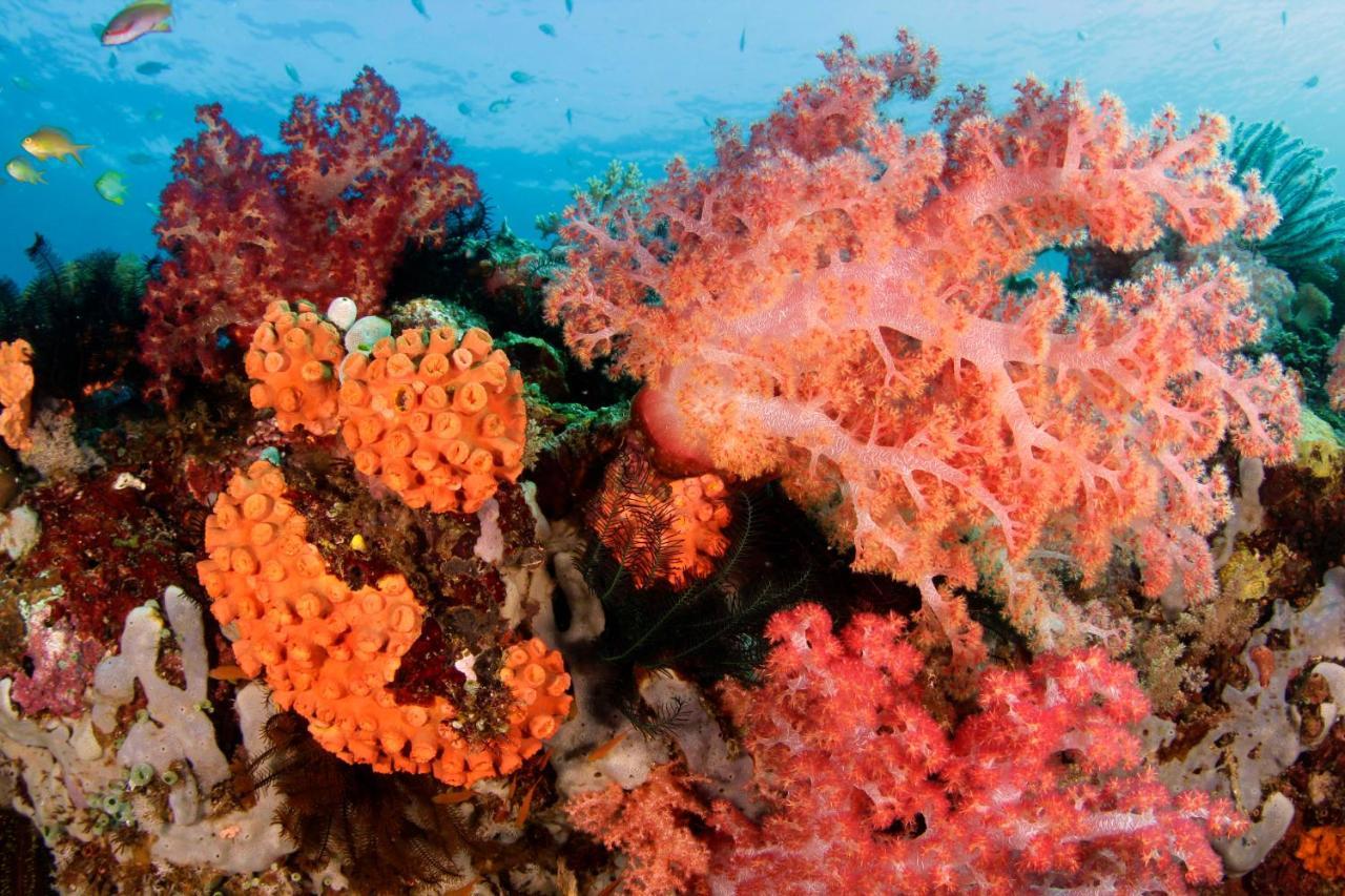 The Three P Beach Resort & Dive Center Agnay Bagian luar foto