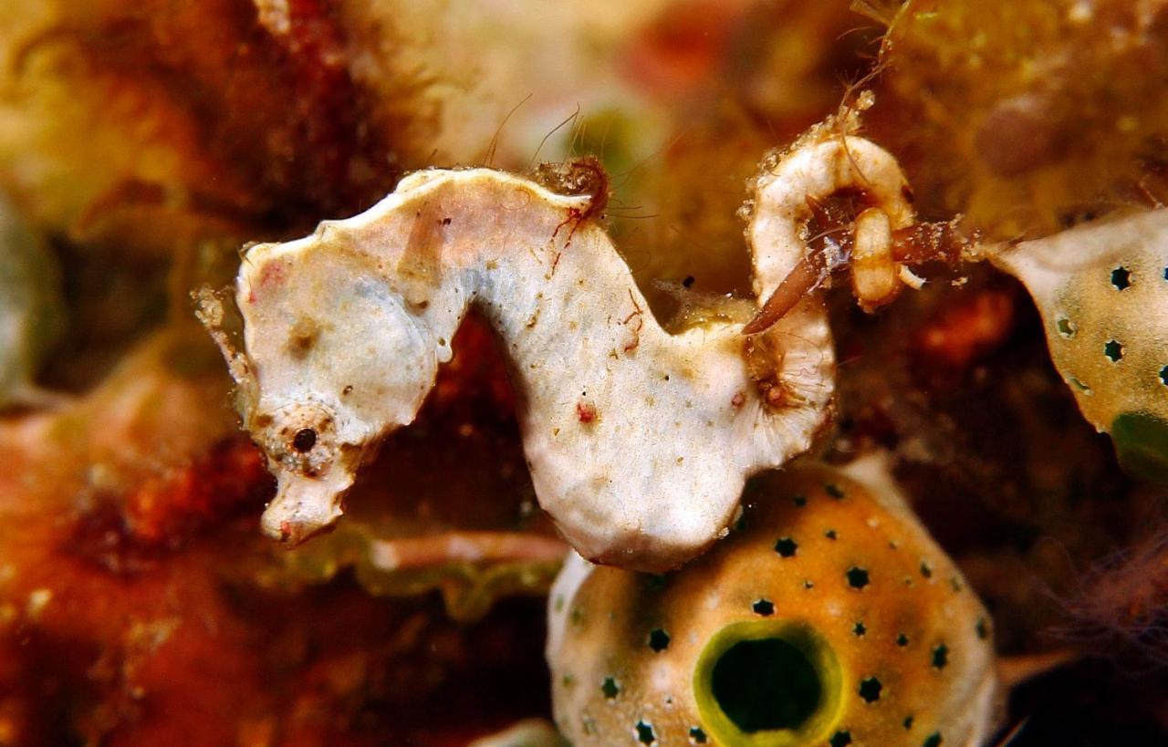 The Three P Beach Resort & Dive Center Agnay Bagian luar foto