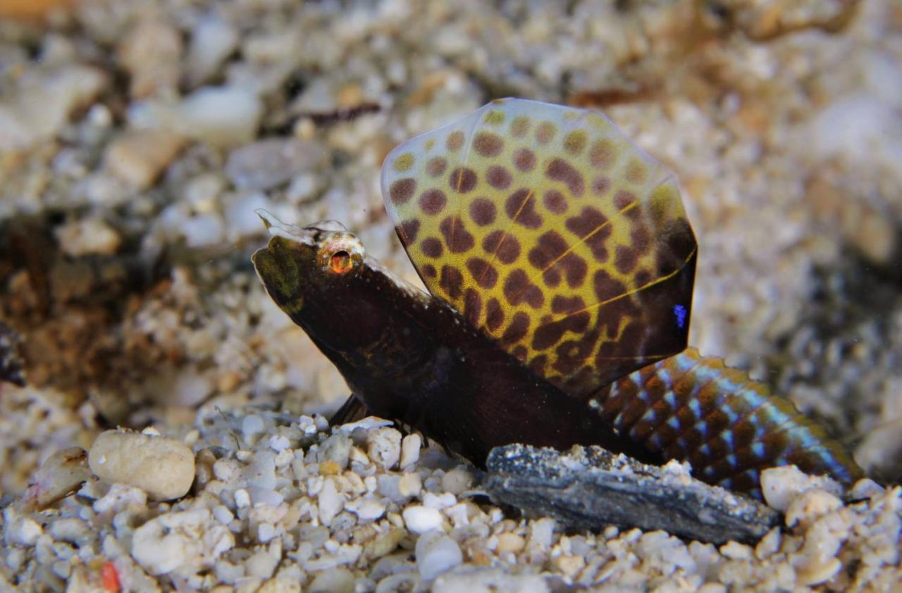 The Three P Beach Resort & Dive Center Agnay Bagian luar foto